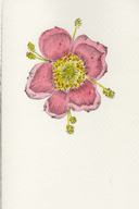 Hand painted Stationery